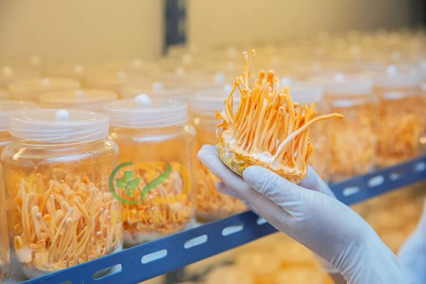 cach-su-dung-dong-trung-ha-thao-kho