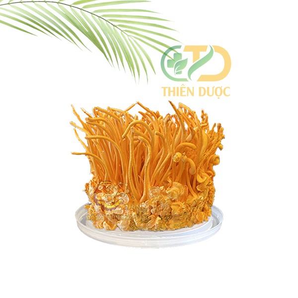 gia-dong-trung-ha-thao