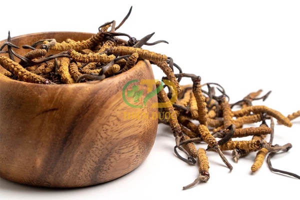 dong-trung-ha-thao-co-tac-dung-gi