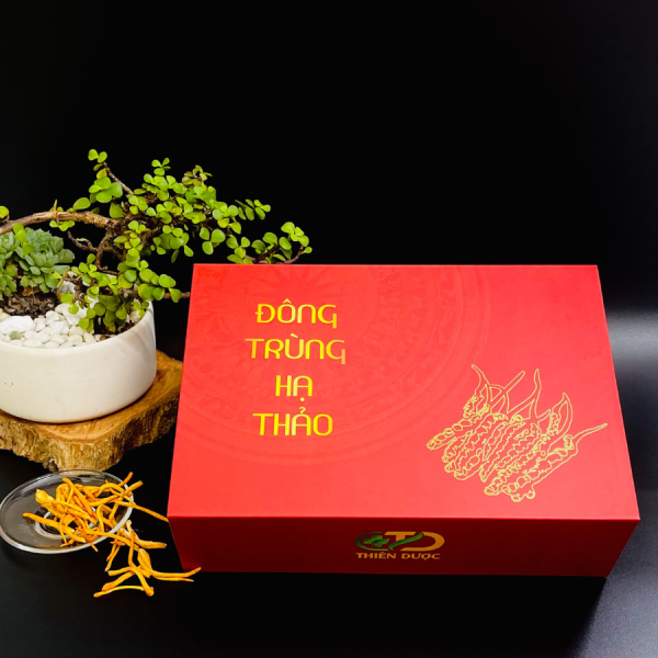 dong-trung-ha-thao-kho Đông Trùng Hạ Thảo Quả Thể Khô