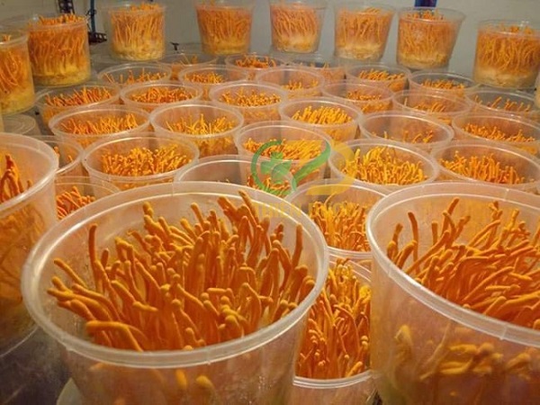 mua-dong-trung-ha-thao-o-dau