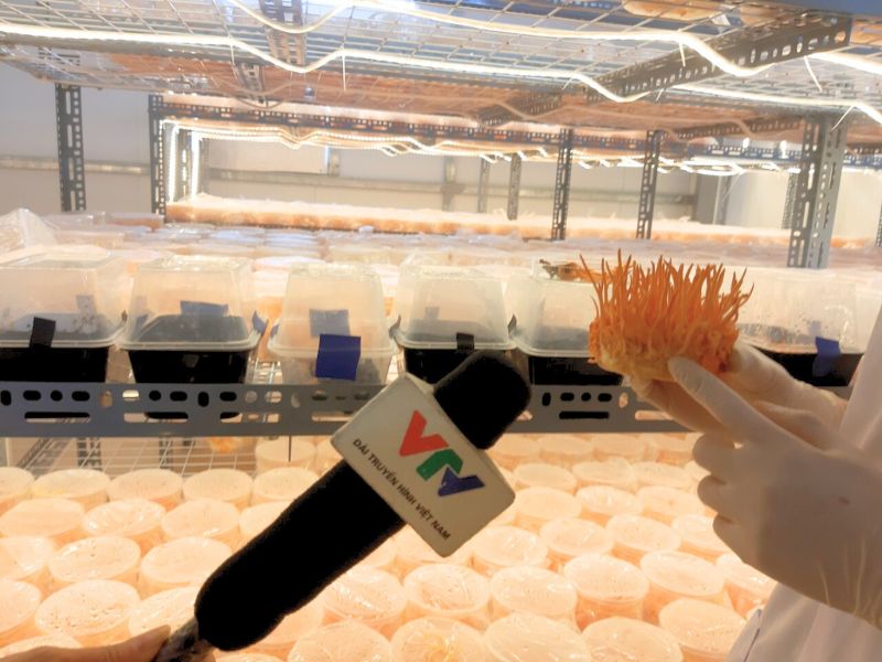 quy-trinh-nuoi-cay-dong-trung-ha-thao-cong-nghe-cao