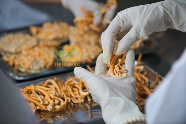 tac-dung-cua-dong-trung-ha-thao-kho