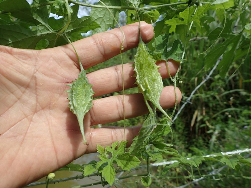 cay-thuoc-nam-tri-tieu-duong