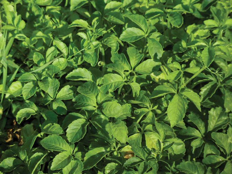 cay-thuoc-nam-tri-tieu-duong