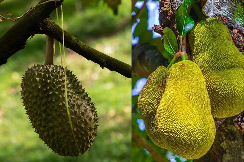 nhung-loai-trai-cay-nguoi-tieu-duong-khong-nen-an