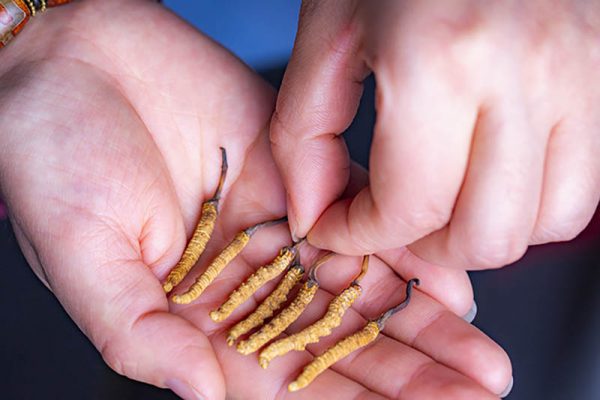 tieu-duong-uong-duoc-dong-trung-ha-thao-khong