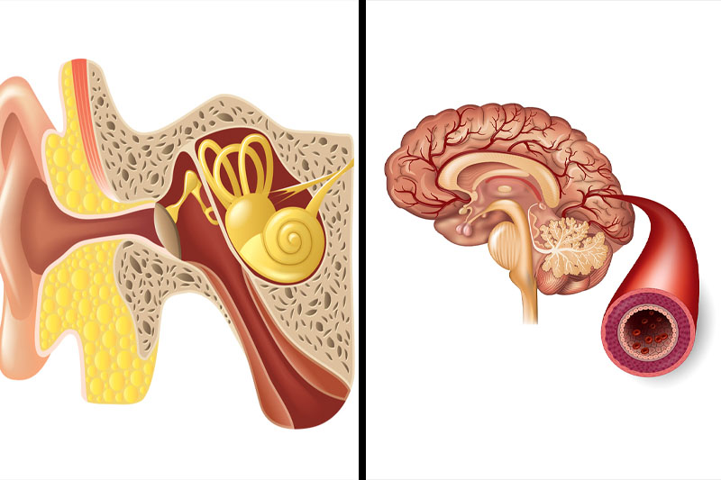 roi-loan-tien-dinh-va-thieu-mau-nao