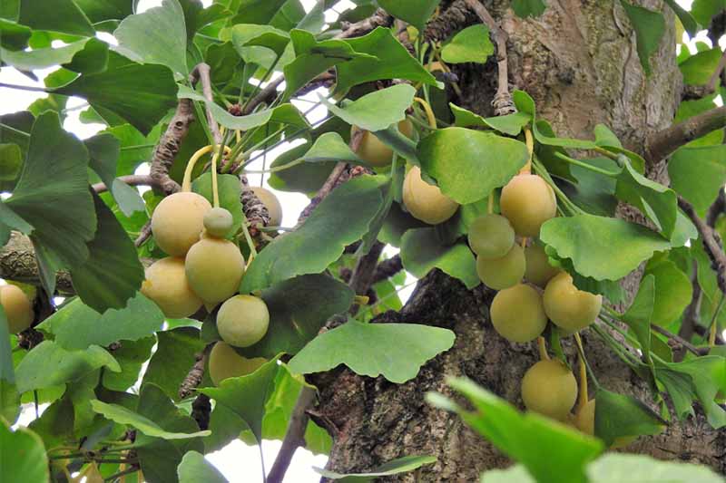 cay-thuoc-tri-thieu-mau-nao