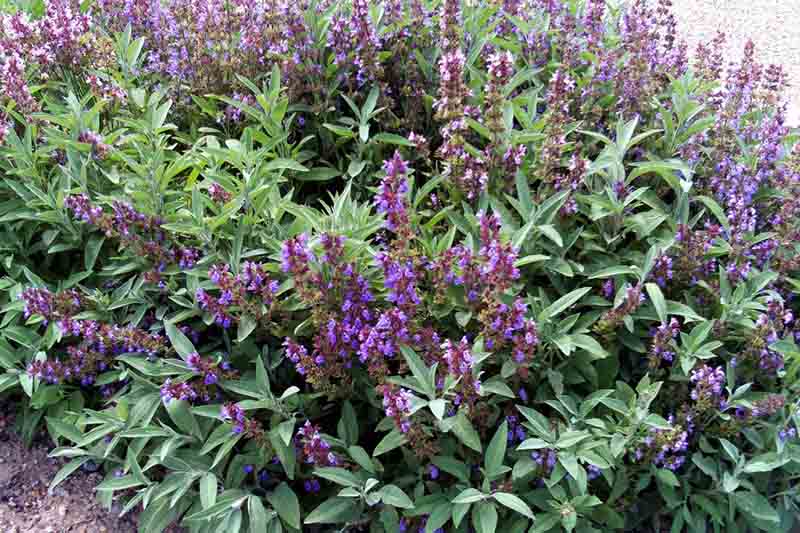 cay-thuoc-tri-thieu-mau-nao