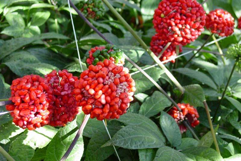 cay-thuoc-tri-thieu-mau-nao