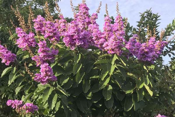 la-bang-lang-chua-tieu-duong