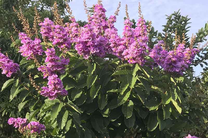 la-bang-lang-chua-tieu-duong