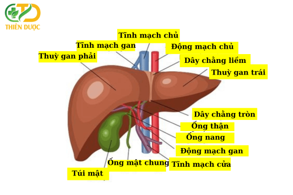 Cau-tao-cua-gan