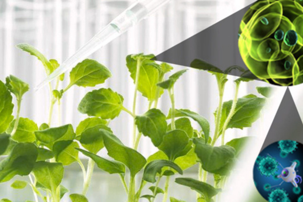 Cong-nghe-trong-trot