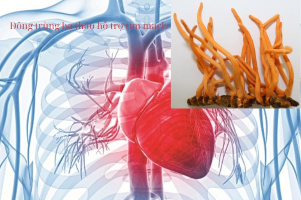 Dong-trung-ha-thao-ho-tro-tim-mach