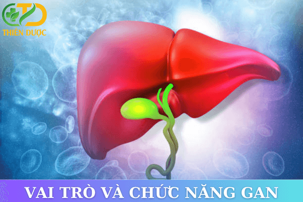 Gan-co-vai-tro-quan-trong-trong-co-the