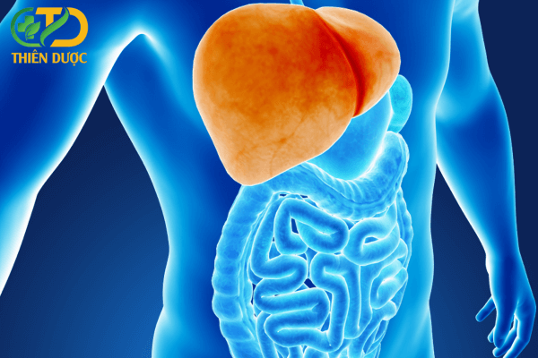 Gan-to-la-bieu-hien-cac-benh-ve-gan