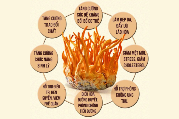 cong-dung-dong-trung-ha-thao