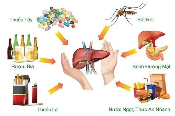nguyen-nhan-gay-benh-gan