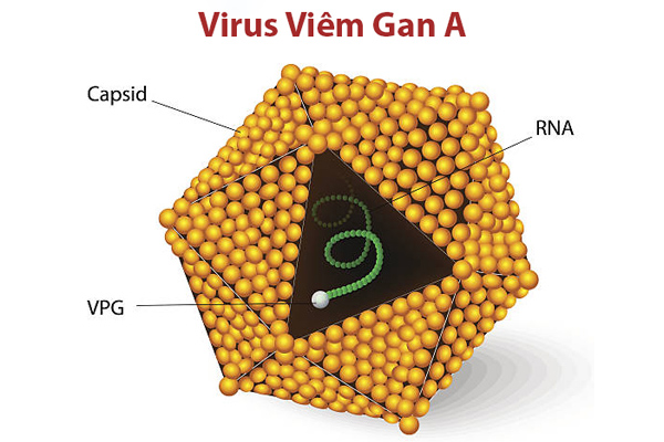 hinh-anh-virus-viem-gan-A