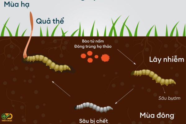 vong-doi-cua-dong-trung-ha-thao