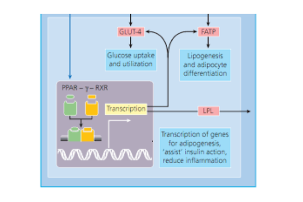Co-che-hoat-dong-cua-TZD