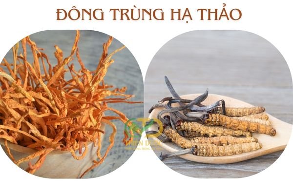 Dong-trung-ha-thao-tuoi