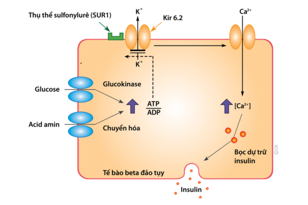 co-che-tac-dung-cua-cac- sulfonylurea