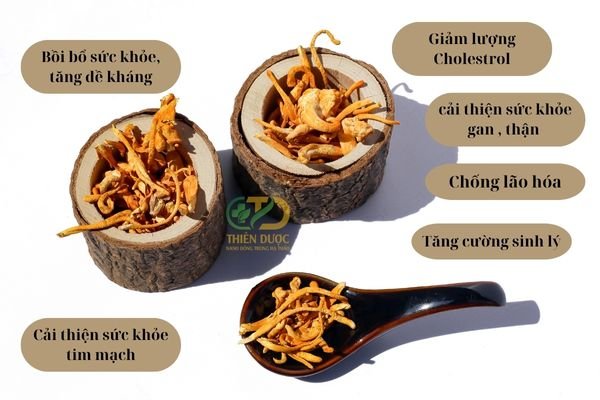 cong-dung-dong-trung-ha-thao