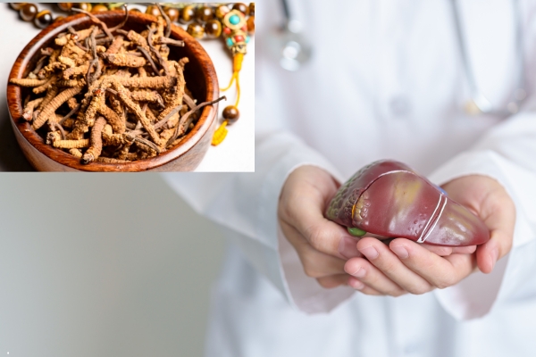 dong-trung-ha-thao-cai-thien-chuc-nang-gan