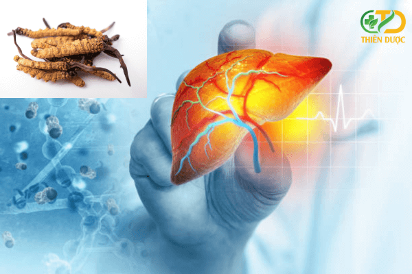 Đông trùng hạ thảo hỗ trợ điều trị gan nhiễm mỡ 