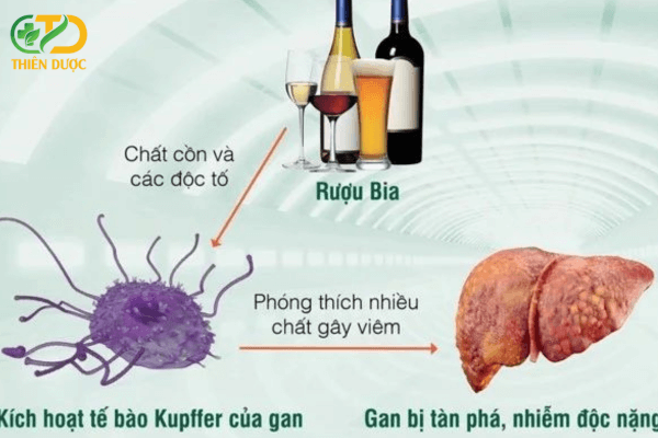 han-che-ruou-bia-de-bao-ve-gan