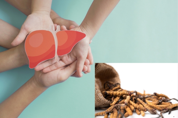 su-dung-them-dong-trung-ha-thao-de-ho-tro-chuc-nang-gan