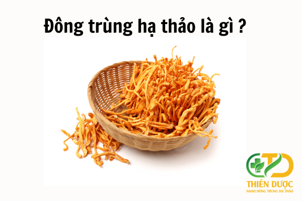 Dong-trung-thao-la-gi