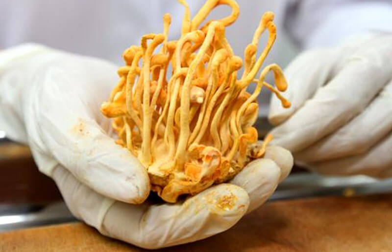 Cordycepin-la-mot-trong-nhung-hoat-chat-quy-hiem-trong-Dong-Trung-Ha-Thao-