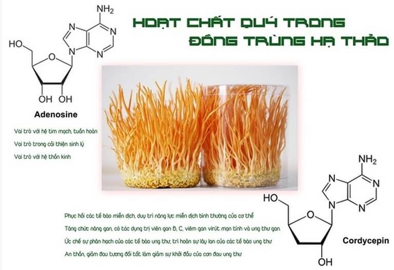 Hoat-chat-Cordycepin-hien-nay-van-chua-the-tong-hop-nhan-tao-