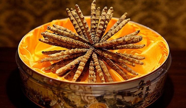 cach-su-dung-dong-trung-ha-thao-ngam-mat-ong