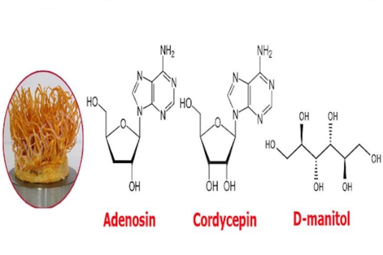 cau-truc-hoa-hoc-Adenosine
