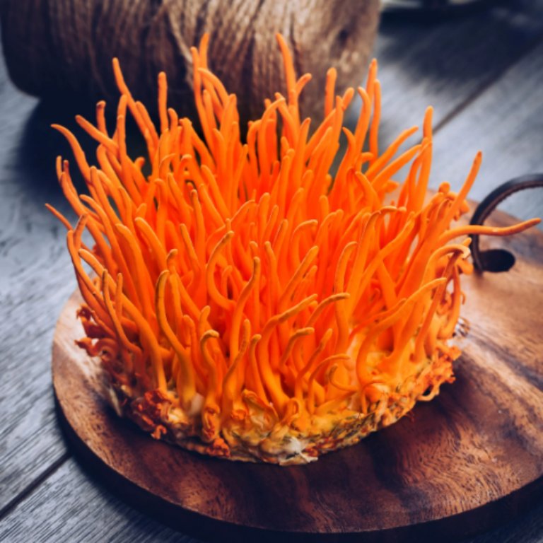 dong-trung-ha-thao-tuoi 