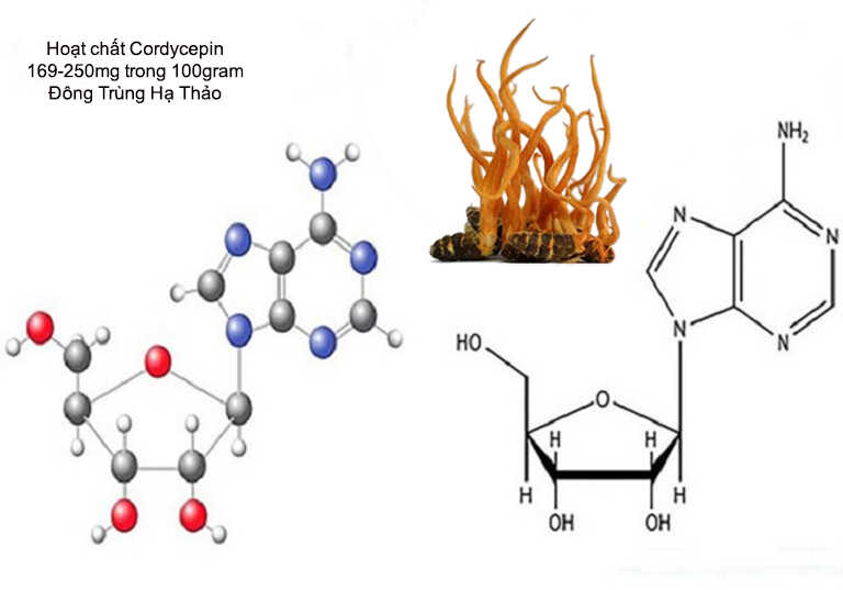 ham-luong-cordycepin