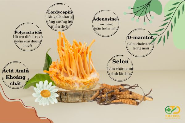 hoạt-chat-nam-dong-trung