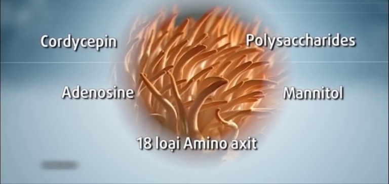 thanh-phan-dong-trung-ha-thao