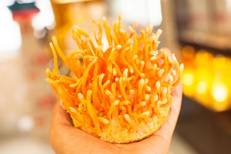 Cac-bai-thuoc-tu-DTHT-tuoi-bo-than