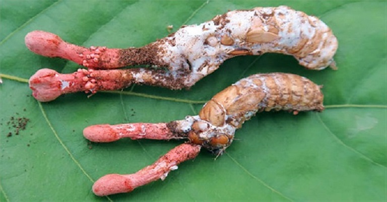 Cach-nhan-biet-nam-Gyromitrin