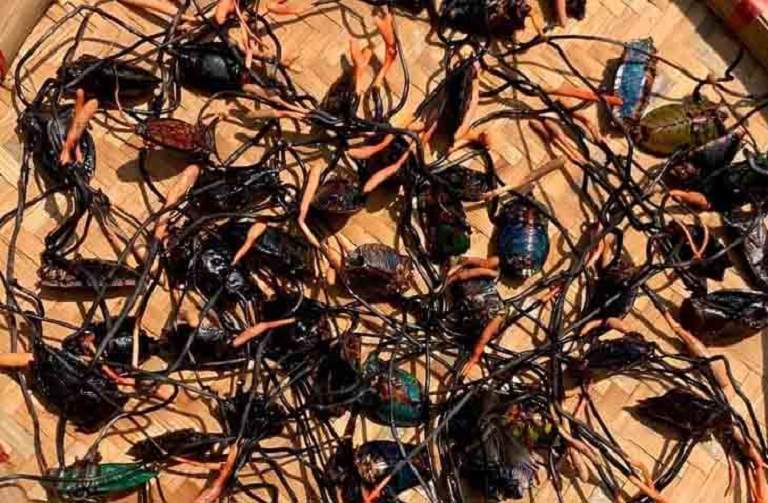 DTHT-bo-xit-chua-nhung-thanh-phan-duong-chat-tot-cho-co-the