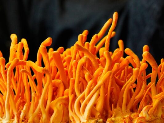 DTHT-say-kho-Han-Quoc-