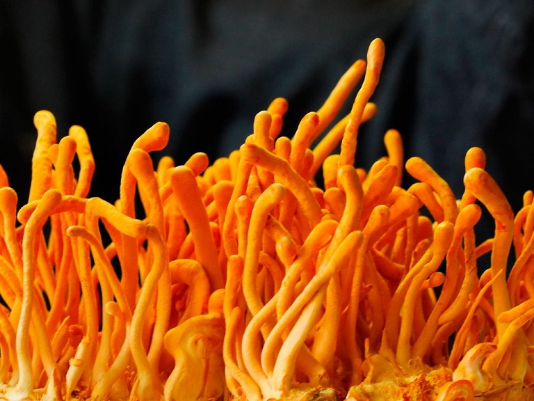 DTHT-say-kho-Han-Quoc-