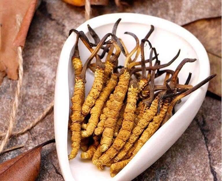 Dong-trung-ha-thao-duoc-biet-den-la-mot-loai-thao-duoc-quy-hiem