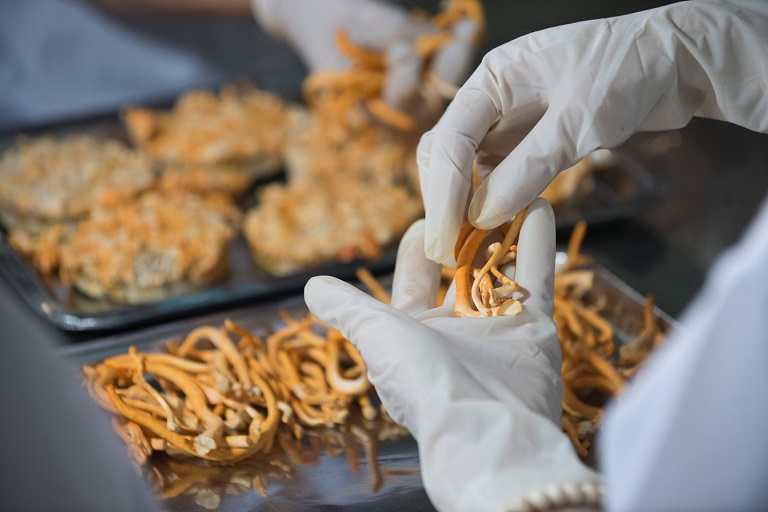 Dong-trung-giup-ho-tro-nang-cao-suc-khoe-cho-nguoi-benh-bi-ung-thu-phoi-